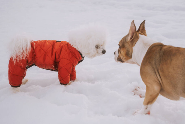 American Staffordshire Terrier köpeği ve kırmızı tulumlu bir Bichon Frize köpeği karla kaplı zeminde yürüyüp oynaşıyorlar. Farklı cinsten köpeklerin tanışıklığı ve iletişimi kavramı. - Fotoğraf, Görsel
