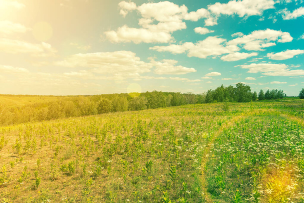 Hermoso campo de pradera con hierba fresca y flores de diente de león amarillo en la naturaleza contra un cielo azul borroso con nubes. Pradera verde bajo cielo azul con nubes. fondo. tonificado - Foto, Imagen