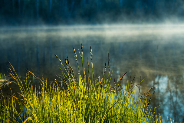 Krásné zaplavené mokřady během východu slunce na jaře. Oheň, zelená tráva rostoucí ve vodě. Mlhavé ráno nad bažinou. Jarní scenérie v severní Evropě. - Fotografie, Obrázek