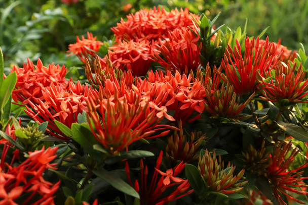 Red Ixora chinensis Flor de cordeiro estão florescendo - Foto, Imagem