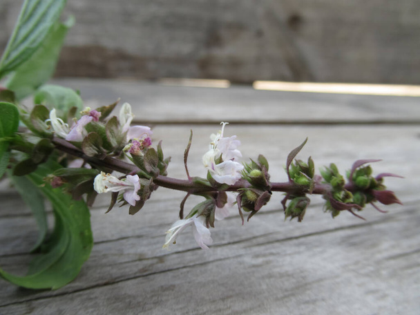 Flor de albahaca tailandesa están floreciendo - Foto, Imagen