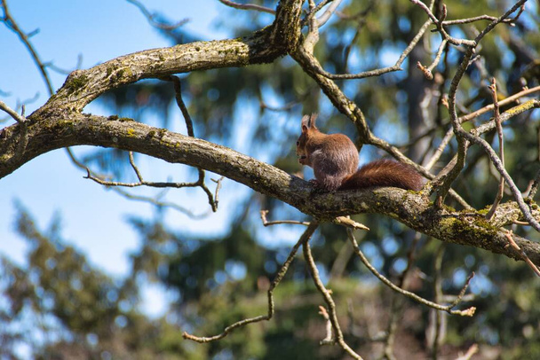 Red Squirrel κάθεται με ένα καρύδι στο κλαδί ενός δέντρου στη Ζυρίχη, Ελβετία - Φωτογραφία, εικόνα