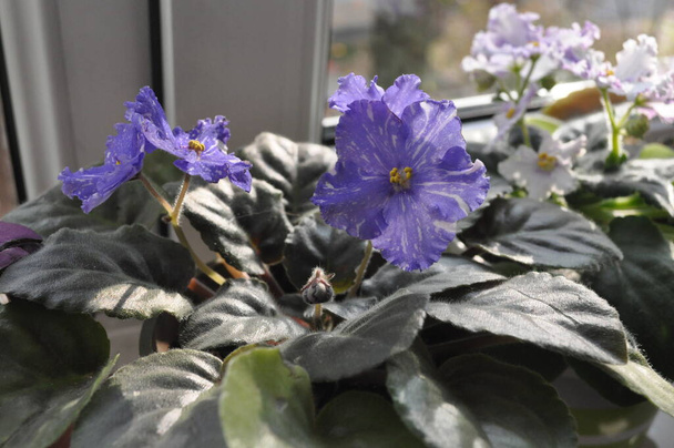 家庭での繁殖用バイオレット。自家製の花。家のための花。センポリアだ。青い花を咲かせ. - 写真・画像