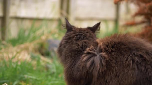 gatto nero spaventato da qualcosa in giardino - Filmati, video