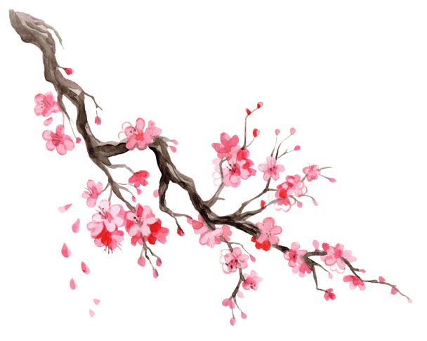 Ilustrace akvarelů sakura. Ručně kreslené japonské třešňové květy větev s květy izolované na bílém pozadí. Pro design sushi restaurace menu, karty, tisk, design, tapety, kuchyňský ručník. - Fotografie, Obrázek