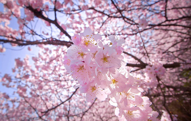 Ροζ άνθη κερασιάς την άνοιξη - Φωτογραφία, εικόνα