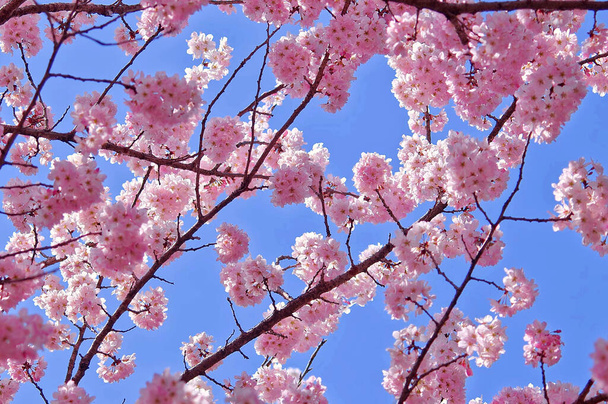 Rózsaszín cseresznyevirág tavasszal - Fotó, kép