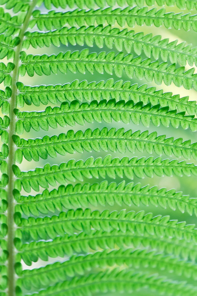 Зеленые листья диких молодых папоротников для фона
 - Фото, изображение
