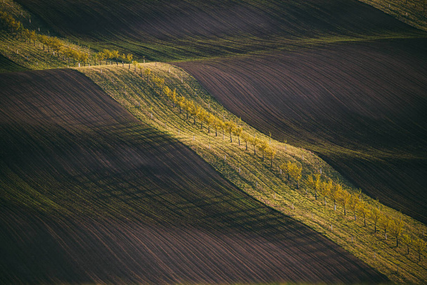 Σειρά από φρέσκα δέντρα στα πράσινα αγροτικά χωράφια την ημέρα. Αγροτική άνοιξη τοπίο με χρωματιστά ριγέ λόφους και δέντρα κήπο. Πράσινα και καφέ κύματα των γεωργικών αγρών της Νότιας Μοραβίας - Φωτογραφία, εικόνα