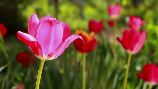 Red Tulips Flower - Кадры, видео