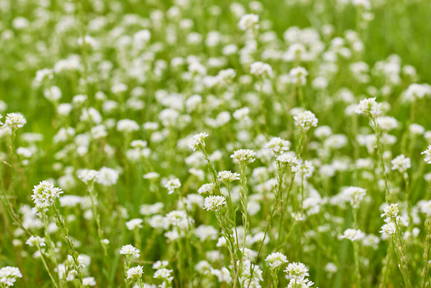 Grass and white wild little flowers on ploughed field or greenland meadow on blurred nature beautiful background, closeup, copy space - Foto, imagen