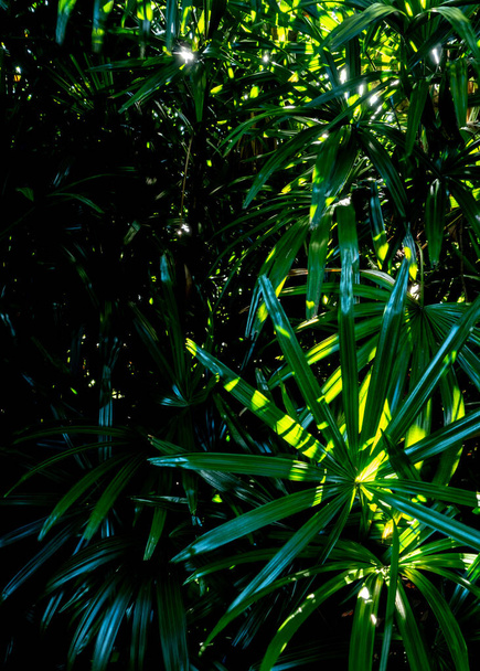 Lady Palm foglie texture, cornice piena freschezza foglie tropicali superficie texture in tono scuro come sfondo natura ricca - Foto, immagini