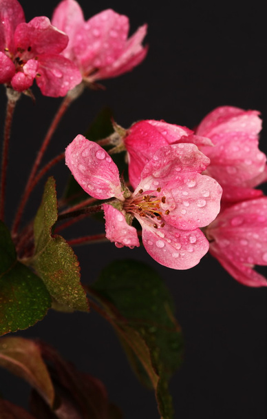 Flor de maçã de caranguejo
 - Foto, Imagem
