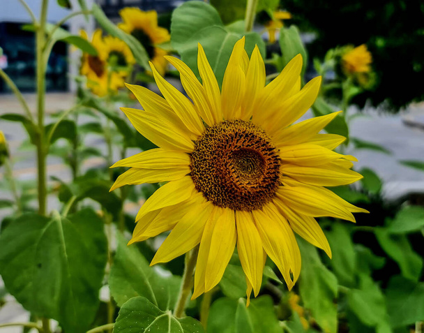 Цвітіння соняшнику у відкритому парку
 - Фото, зображення