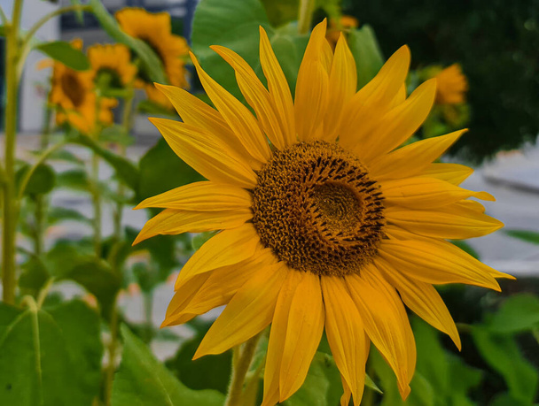 Краса квітів називається соняшниками
 - Фото, зображення