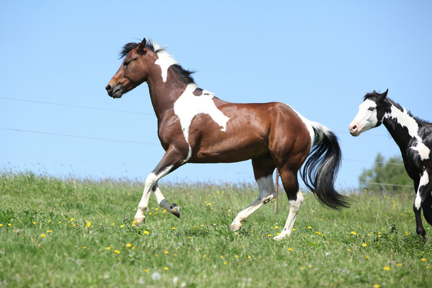 Чудовий коричневий і білий жеребець з фарбою коні бігають
 - Фото, зображення
