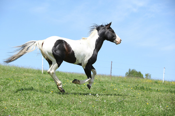 Splendido stallone bianco e nero di vernice cavallo in esecuzione
 - Foto, immagini