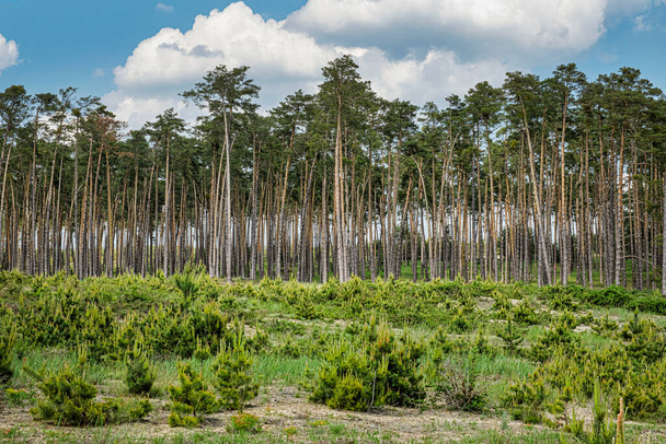 Δάσος πεύκου στην περιοχή Zahorie, Σλοβακία. Φυσική σκηνή. - Φωτογραφία, εικόνα