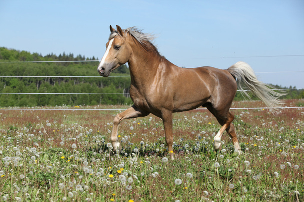 Splendido stallone che corre sul pascolo primaverile
 - Foto, immagini