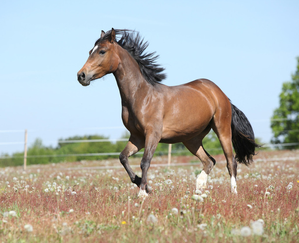 Дивовижний кінь біжить на весняному пасовищі
 - Фото, зображення