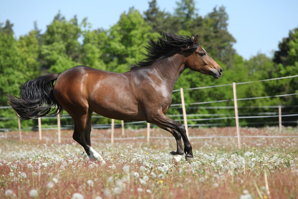 úžasné koně běží na jaře pastvin - Fotografie, Obrázek
