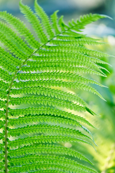 Green leaves of wild young fern for background - Foto, Imagem