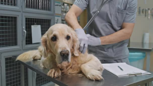 Кадры из сечения, на которых неизвестный врач-ветеринар осматривает милого золотистого ретривера, лежащего на медицинском столе со стетоскопом - Кадры, видео