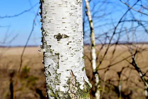 El tronco de un abedul blanco a principios de primavera. - Foto, imagen