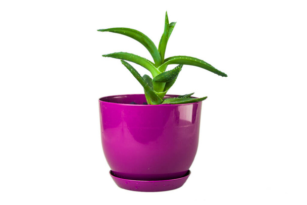 Flowerpot with aloe plant , isolation - Photo, Image