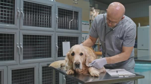 Veteriner kliniğinde muayene masasında uzanan sevimli Golden Retriever köpeğini incelemek için steteskop kullanan erkek veteriner doktorunun orta boy fotoğrafı. - Video, Çekim