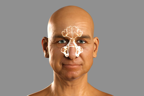 Ανατομία των παραρρινίων κοιλοτήτων, 3D απεικόνιση που δείχνει παραρρινίων κόλπων τονίζεται σε ένα αρσενικό πρόσωπο - Φωτογραφία, εικόνα