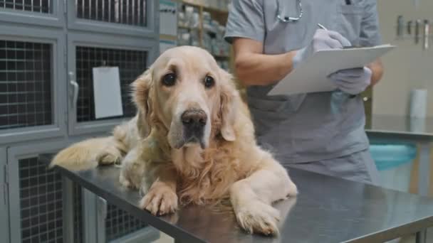 Lähikuva söpö kultainen noutaja makaa tutkimuspöydällä eläinlääkärin klinikalla, kun tunnistamaton uros eläinlääkäri tekee muistiinpanoja tabletin taustalla - Materiaali, video