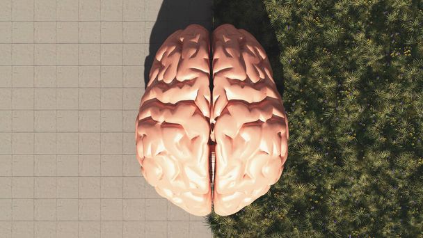 Bovenaanzicht van de menselijke hersenen helft op beton helft op gras. Logische en creatieve hemisferen. Dit is een 3D-weergave. .  - Foto, afbeelding