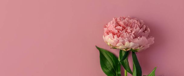 Różowy kwiat piwonii na pastelowym fioletowym tle. Piękne kwitnące botaniczne wzory kwiatowe. Jedna różowa roślina Paeonia z zielonymi liśćmi i płatkami. Kreatywny minimalizm płaski leżał z naturalnym cieniem - Zdjęcie, obraz