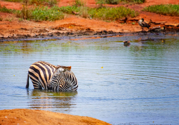 A zebra do Grevy está na água num lago. Banho, fresco e bebida. É uma foto de vida selvagem em África, Quênia, Parque nacional de Tsavo Leste. Está um belo dia.. - Foto, Imagem