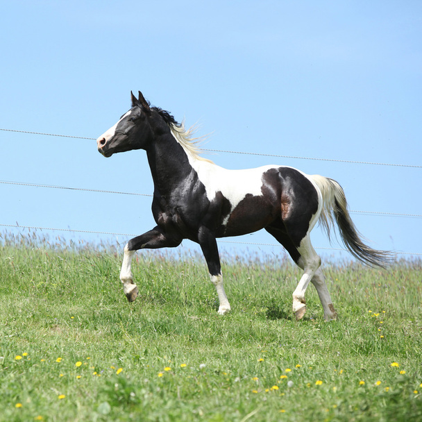 Precioso semental blanco y negro de caballo de pintura corriendo
 - Foto, imagen