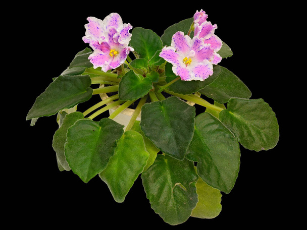 Pink Flowers with A White Border and Blue Spots Are Decorated with A Hybrid Uzambara Violet Plant. Isolated On Black Background  - Photo, Image