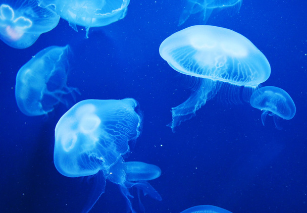 Skupina světle modrých medúz - Fotografie, Obrázek