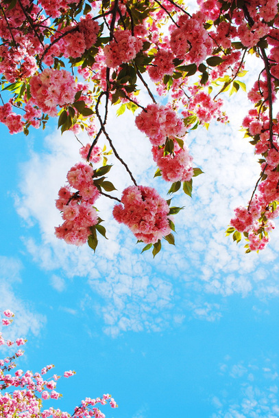 Ιαπωνικής Κερασιάς - Φωτογραφία, εικόνα