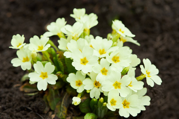 Primas amarillas, Primula vulgaris, floración en primavera al aire libre, vista de cerca - Foto, Imagen