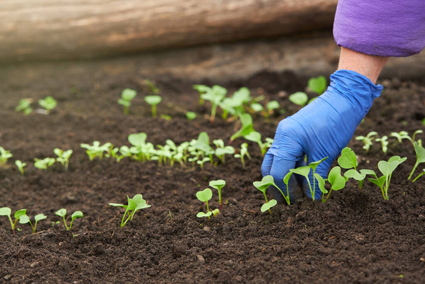 青い手袋を身に着けている庭師は温室の土壌で成長する小さな大根の植物を世話しています。 - 写真・画像