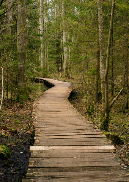 Ponte de madeira velha na floresta de primavera, Belovezhskaya Pushcha, Bielorrússia. Reserva natural - Foto, Imagem