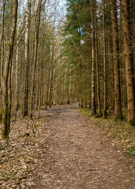 Jarní les. Bialowieza Forest, Polsko, Evropa - Fotografie, Obrázek