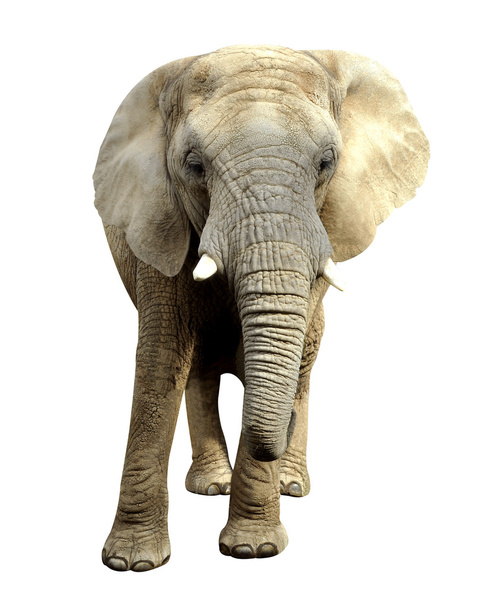 African elephant - Photo, Image