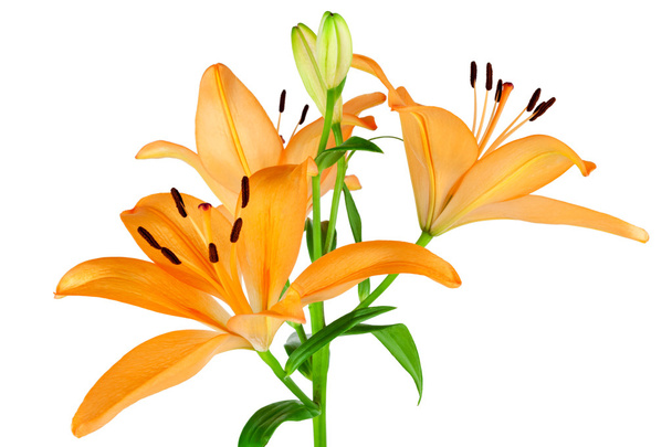 oranžová lilie, samostatný - Fotografie, Obrázek