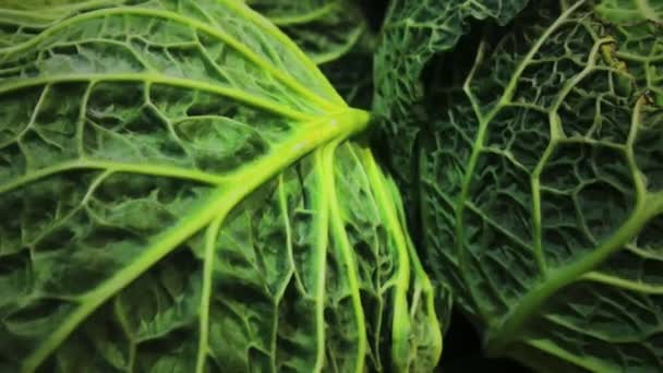 Čerstvé organické zelí na farmářském trhu, zelenina a potraviny - Záběry, video