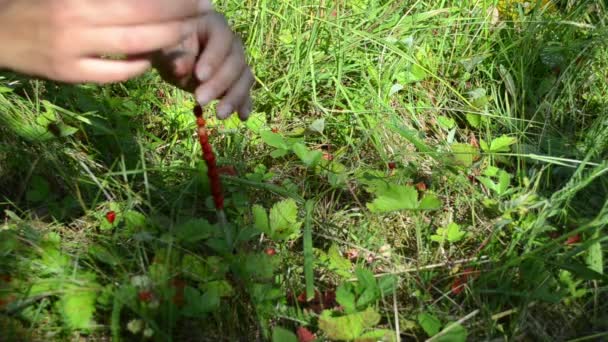 ręce dzikich jagód huśtawka - Materiał filmowy, wideo
