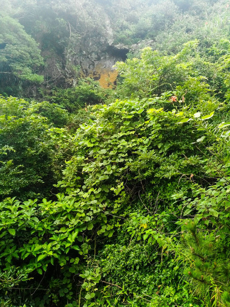 prachtig landschap van de jungle - Foto, afbeelding