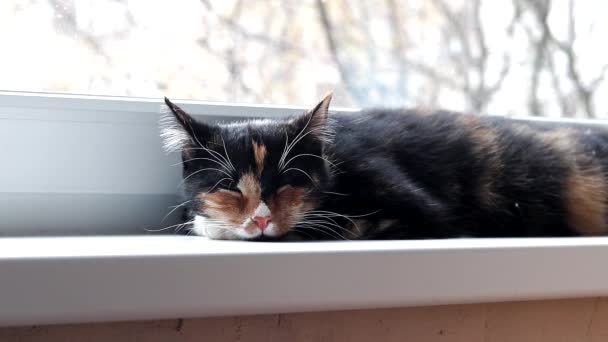 O gato abre e fecha os olhos. Um gato sonolento. Um animal de estimação. Animal de estimação à janela. Um animal de estimação feliz. - Filmagem, Vídeo