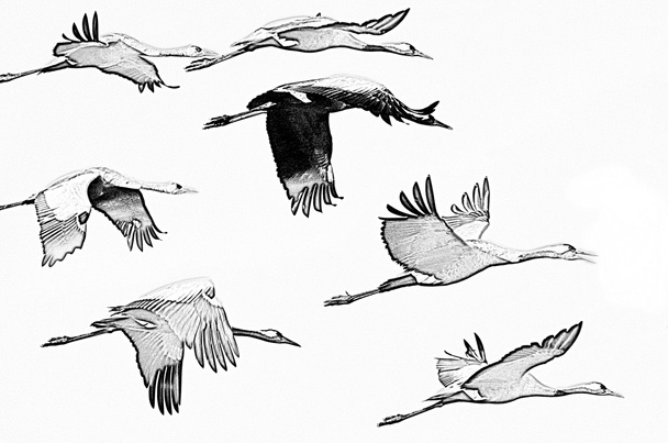 Cranes in flight - Φωτογραφία, εικόνα
